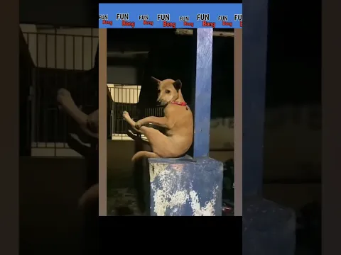 Dogesh Bhai 😂🤣 #funny