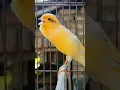 Download Lagu best song canary bird | bird sound #birds #animals #canary #funnyanimals