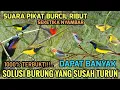 TERBUKTI❗Suara pikat burung kecil - Suara pikat burcil anti zonk 2025
