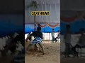 Download Lagu Silat muna di desa lupia #shortsfeed #shortsvideo #shortvideo #fyp #silatmuna #silat #budaya