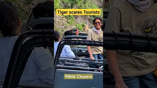Tiger scares tourists in Jim Corbett