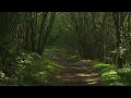 4K HDR Enchanted Forest - Blackbird Singing - Springtime Bird Song - Relaxing Nature Video & Sounds
