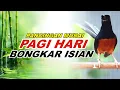 🔴 LIVE 44 - Pancingan Murai Batu Pagi Hari Full Isian Tembakan Kasar Murai apapun langsung nyaut