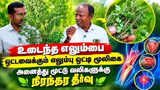 உடைந்த எலும்பை ஒட்டவைக்கும் எலும்பு ஒட்டி மூலிகை | Joint Pain Natural Treatment