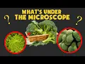 What is IT under the Microscope COMMON Objects under MICROSCOPE Quiz