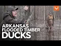Hunting Flooded Timber Ducks with Ryan Callaghan Cal of the Wild In the Field