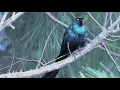 Download Lagu BURUNG PERLING PAPUA  Long-tailed Starling/APOLONIS MAGNA