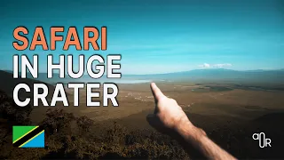 lions in tanzania ngorongoro crater tour