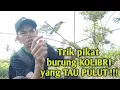 Lagu Trik pikat burung kolibri yang tau pulut , Ampuh . khafa channel