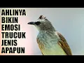 Download Lagu 1 JAM MASTERAN SUARA BURUNG TRUCUKAN ROPEL PANJANG SUARA JERNIH TERBARU AMPUH 2023
