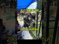 Download Lagu JUSTICE FOR ZARA QAIRINA #justiceforzara #shortvideo #shorts #viral