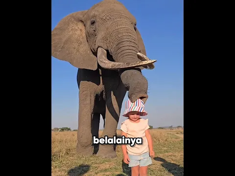 Gajah Ini Punya Trik Unik yang Bikin Penonton Penasaran #shorts