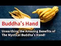 The Mystical Buddha s Hand Unearthing the Amazing Benefits of Buddha s Hand