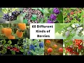 Download Lagu 60 Different Kinds of Berries