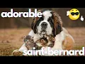 Best Funniest Saint Bernard s of 2022 - Funny and Cute Dogs s