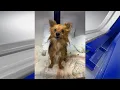 Rescue dogs go behind bars for training aimed at helping them find a forever home