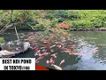 Download Lagu THE BEST KOI POND IN TOKYO (HAPPO-EN, MEGURO, TOKYO, Japan)(八芳園、目黒、東京)