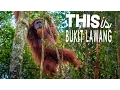 Download Lagu Jungle Fun in Indonesia  - Elephants, Orangutans, Monkeys, Oh my!