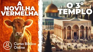 A Novilha Vermelha e o Terceiro Templo de Jerusalém  - Números 19