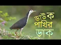 Lagu ডাউক পাখির ডাক। Waterhen Bird Call। পাখির ডাক দিয়ে পাখি শিকার।