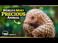 Download Lagu Our insane journey to save the pangolin