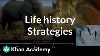 organism life history and fecundity ecology khan academy