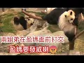 Download Lagu EP3🐼7月12日  家姐 加加,細佬 得得 不停摔跤,搞到變了污糟貓, 還竟然在盈媽面前打交,盈媽終於要給牠們教訓😂 各搧巴掌😯