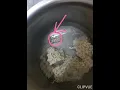 Download Lagu found insect in maggi noodles