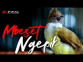 Lagu MASTERAN CUCAK JENGGOT GACOR FUL NGEPIK MBESET RAPET