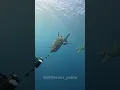 Animal transformation