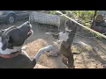 Blue nose PitBulls Barking Gordo y Chiflada