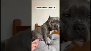 كلب يعض صاحبو دكتور تطعيم Dog اكبر إبرة 