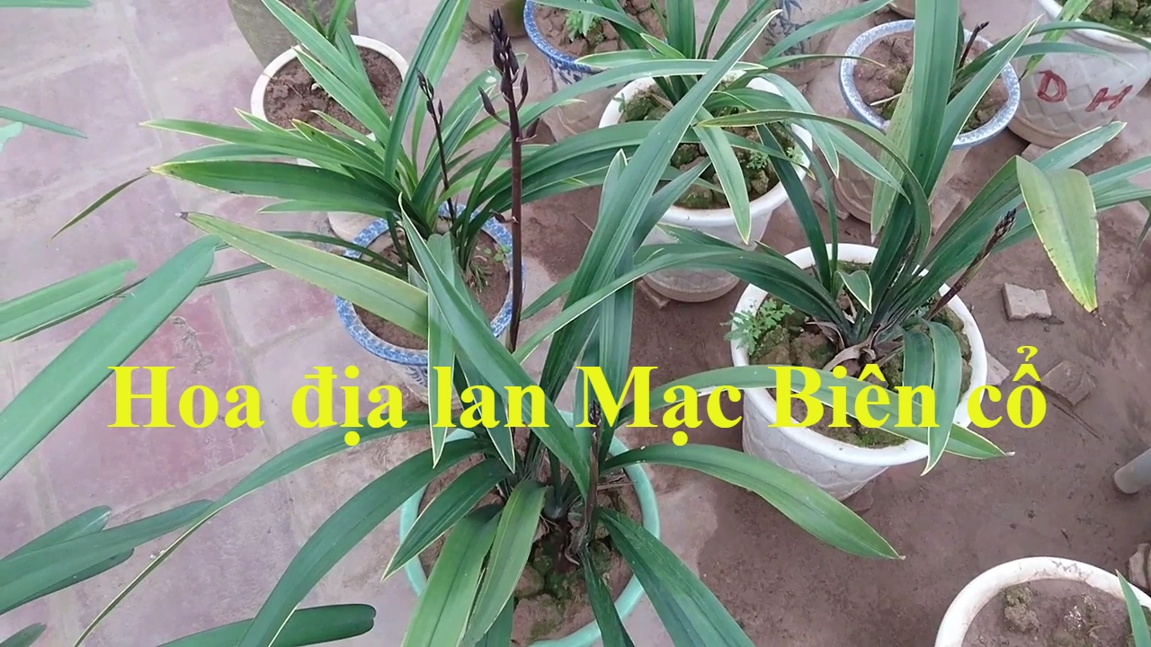 HOA ĐỊA LAN ĐỊA LAN MC BIÊN CỔ CYMBIDIUM ORCHID
