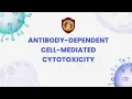 Antibody-Dependent Cell-Mediated Cytotoxicity ADCC Biochemistry Kinnaird College