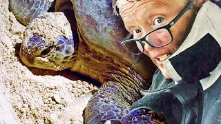 Hundreds of turtles on Turtle island – Discover Sabah, Borneo Ep 213