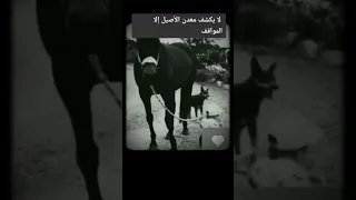 لايكشف معدن الأصيل لا المواقف      دندنها