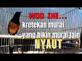 Download Lagu KRETEKAN murai batu yang bikin MURAI lain NYAUT #muraibatu #murai #kicaumania #kicaumanianusantara