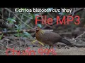 Download Lagu Gà mái rừng kêu trống mới nhất 2020 đủ giọng dụ xa gần