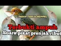 Download Lagu suara pikat prenjak kepala merah ribut ampuh//ANTI ZONK