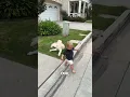 Download Lagu Dit kleine jongetje doet zijn best 😂