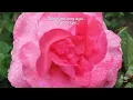 Do You Still Remember or Forget? | Blues Rock | Official Lyric Video | Beta2Gamma