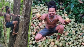  കുടംപുളി പറിക്കാൻ പെരുമഴയത്ത് പോയപ്പോൾ 🍐 Malabar Tamarind 😋 kudampuli 😋