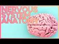 Introduction to the Nervous System Corporis