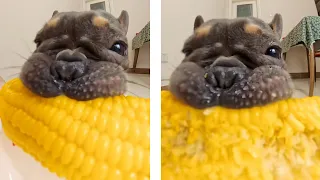 The Funniest, Cutest and Craziest Dogs Eating Food 😂🐶