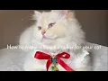 How to make a bow tie collar for your cat