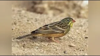 صوت طائر درسة الشعير ممتاز جدا للصيد 2022 