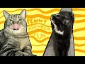 Join our family for crazy Penny adventures this last month