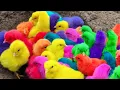 Download Lagu Menangkap ayam lucu, ayam warna warni, ayam rainbow, bebek, angsa, ikan hias, ikan cupang, Kelinci