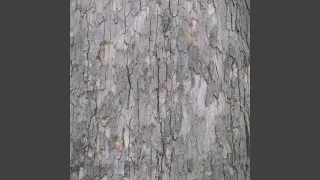 Treading On The Tiger S Tail 