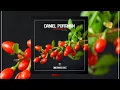 Daniel Portman - Inappropriate Melodies